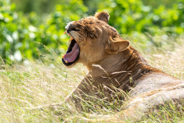 Lion, lionne, panthera leo, Parc national du Kruger, Afrique du Sud