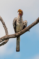 Calao leucomèle,.Tockus leucomelas, Southern Yellow billed Hornbill