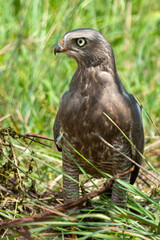 Autour à ailes grises,.Melierax poliopterus, Eastern Chanting Goshawk