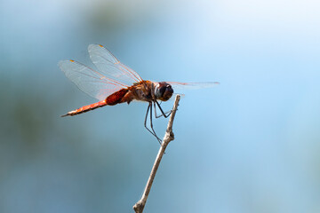 Libellule, Sympétrum à nervures rouges, Sympetrum fonscombii