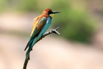 Guêpier d'Europe,.Merops apiaster, European Bee eater