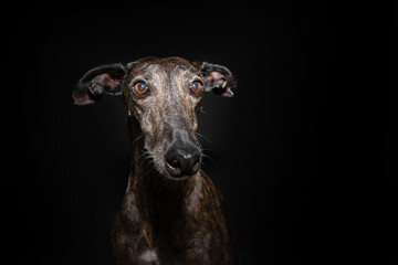 Portrait brindle greyhound with serious expressios face. Isolated on black background. Front view