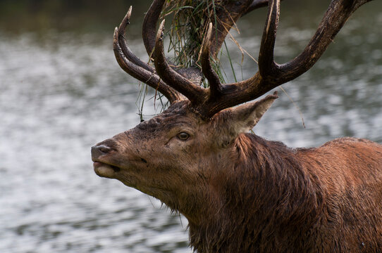 Red deer stag in lake