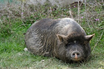 Portrait of black Vietnamese Pot-bellied on grass