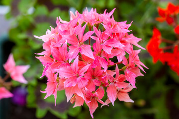 Pelargonium Snowbright Star geranium in bloom.