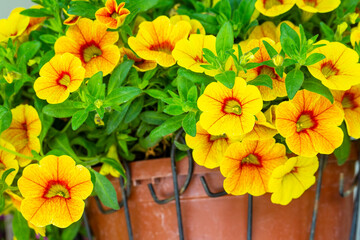 Petunia flower in yellow orange color.