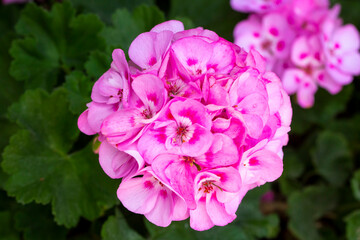 Pink geranium in the garden