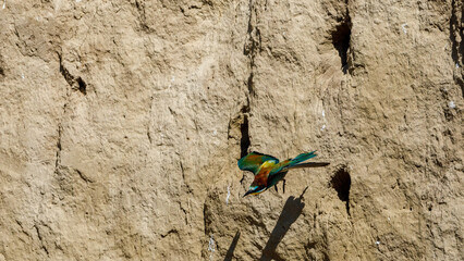 Fototapeta premium Colorful Bee Eater in the Danube Delta 
