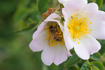Macro of a bee taking nectar from a wild flower to make honey