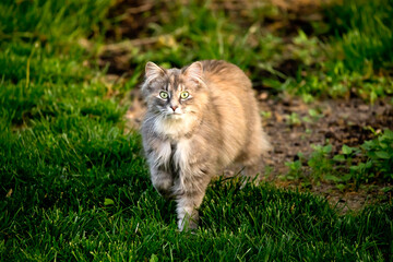 Naklejka na ściany i meble Front view of a cat on the grass looking at the camera on a springtime evening in Iowa. 