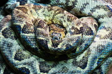 corallus hortulanus rolled into a ball