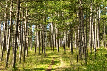On a sunny Spring day, the Ice Age Trail passes through a forest of tall green Pines near Whitewater, WI.