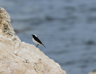 The Pied Wheatear (Oenanthe pleschanka) is a bird that captivates with its elegant appearance and behavior. With its contrasting black and white plumage, stands out as a true beauty of the avian world