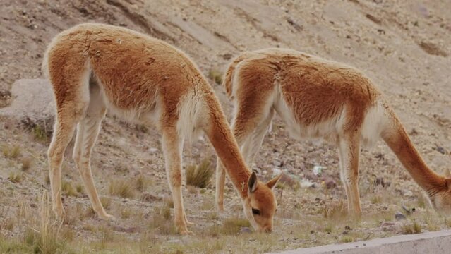 Telephoto Footage of Vicunas Feeding on a Hill - Spectacular 2.5K Wildlife Stock Video