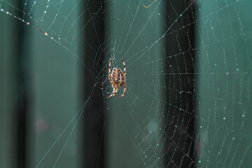 araña en su tela sobre un fondo verde