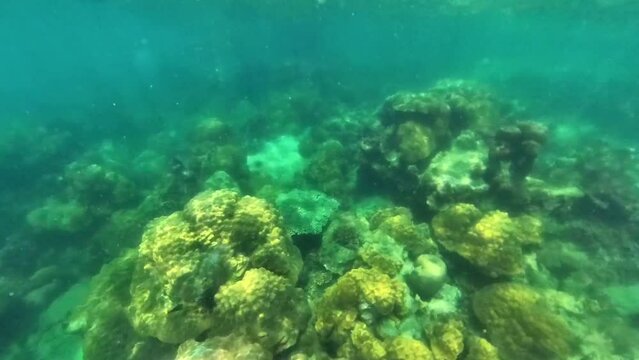 Diving under the sea with the reef and coral