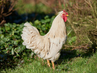 White rooster with horn (V) comb free in garden