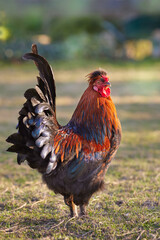 Proud red brown rooster free in garden