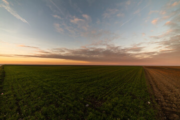 Fototapeta na wymiar Sunrise over young green cereal field in autumn