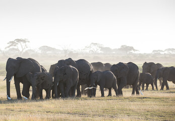 Stado słoni w porannym mistycznym świetle w Parku Narodowym Amboseli Kenya - obrazy, fototapety, plakaty
