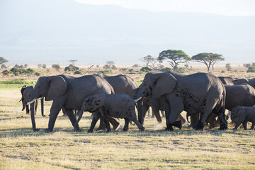 Stado słoni w porannym mistycznym świetle w Parku Narodowym Amboseli Kenya - obrazy, fototapety, plakaty