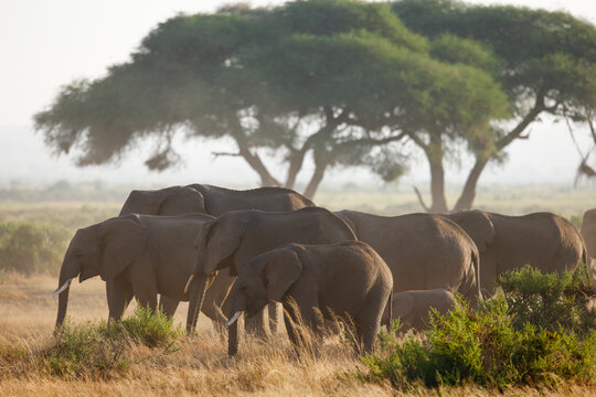 Fototapeta Stado słoni w porannym mistycznym świetle w Parku Narodowym Amboseli Kenya
