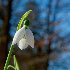 spring snowdrop flower