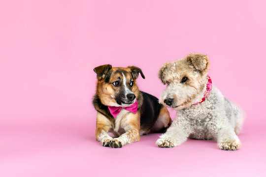 Two lying doggy friends - a purebred fox terrier and a mixed breed german shepherd mix - training obedience lying on a pink background in photo studio