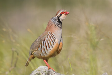 Red-legged Partridge (Alectoris rufa). Male.