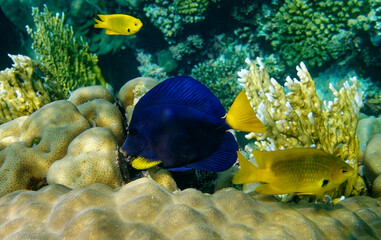 fish and coral 