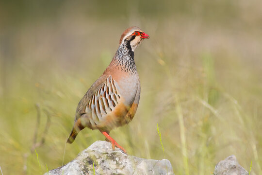 Red-legged Partridge (Alectoris rufa). Male