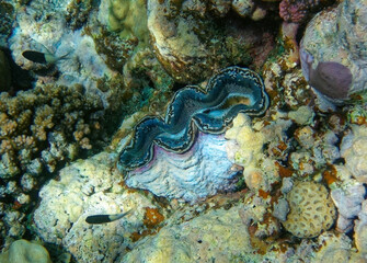 Naklejka na ściany i meble underwater world, cockle Giant Clam in the Red Sea Colorful and beautiful