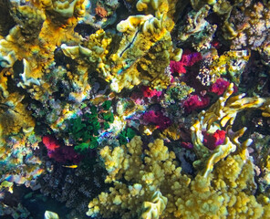 underwater world of corals and fishes,background