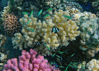 fish and coral 
