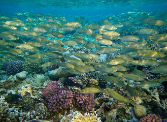Shoal of fish on the coral reef - panorama 