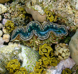 underwater world, cockle Giant Clam in the Red Sea Colorful and beautiful