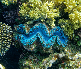 underwater world, cockle Giant Clam in the Red Sea Colorful and beautiful