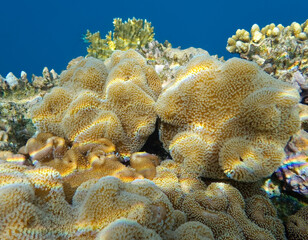 underwater world of corals and fishes,background