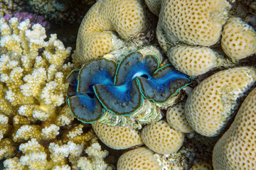giant clam Tridacna gigas grows in the shallows 