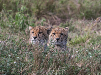 Fototapeta na wymiar cheetah