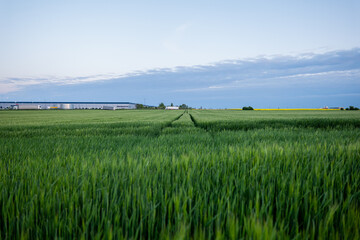 rice field