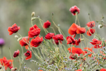Fototapeta premium Red poppy flowers burst forth like fiery flames against a canvas of green, captivating all who lay their eyes upon them. Each velvety petal is a vibrant crimson hue, exuding an air of passion.