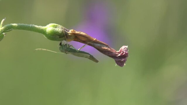 Insect Mosquito, gnat sitting on green, flower leaf in forest, view insect macro in wildlife
