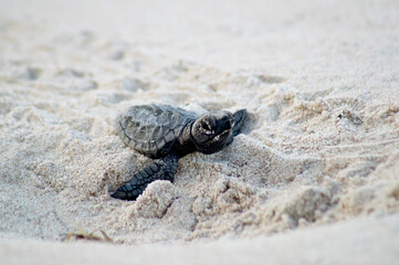 Newborn baby hawksbill sea turtle moving towards the sea