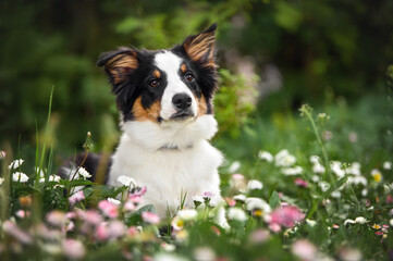 border collie puppy lying down on grass and bellis flowers in summer