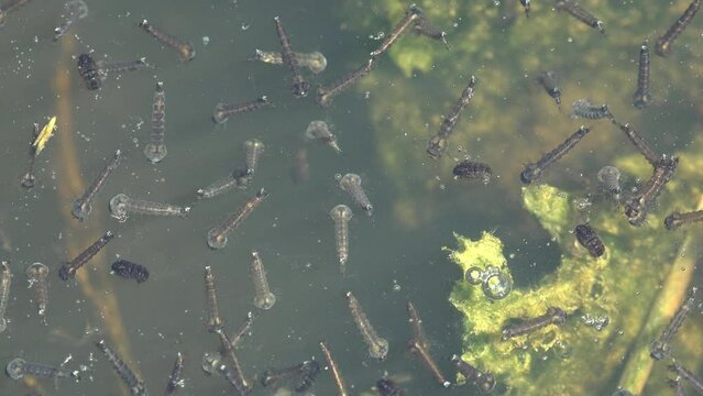 Through water and algae of forest swamp, mosquito larvae can be seen moving to create air. Macro view of insects in wildlife