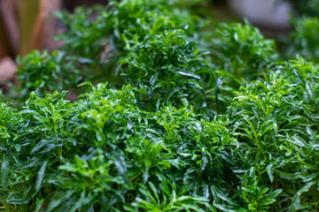 Harts tongue thyme moss, fresh green leaves nature background. fern. blurred background