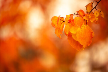 Red and yellow leaves of trees in the autumn forest on a blurred background. Autumn nature. Beautiful autumn landscape with place for text.