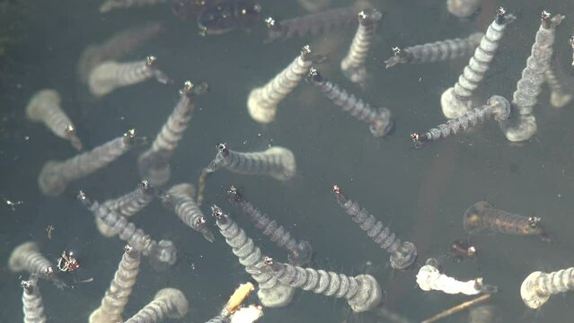 Mosquito larvae can be seen through water of the forest swamp, which move to create air. Macro view of insects in wildlife