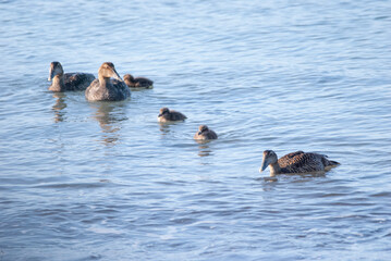 Common Eider family with chicks on the ocean surface